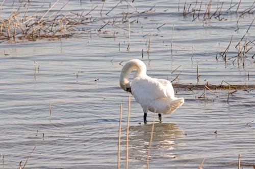White Swan Standing on Shallow Water