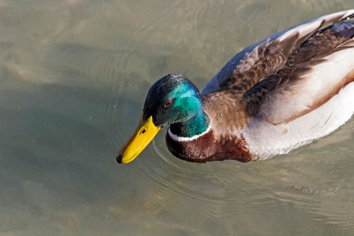 Free Detailed image of a mallard duck gliding on calm water surface. Stock Photo