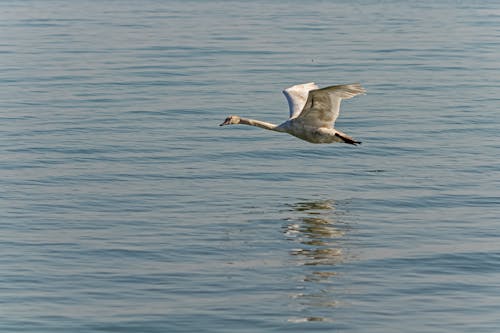 Swan flying over Body of Water 