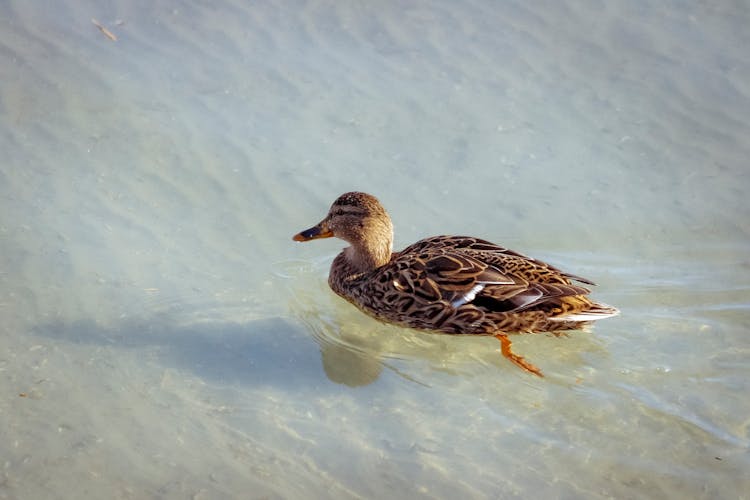 A Duck Paddling On Water