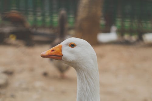 Head of a White Goose in Close-up Shot
