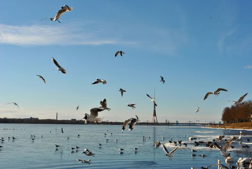 Free birds Stock Photo