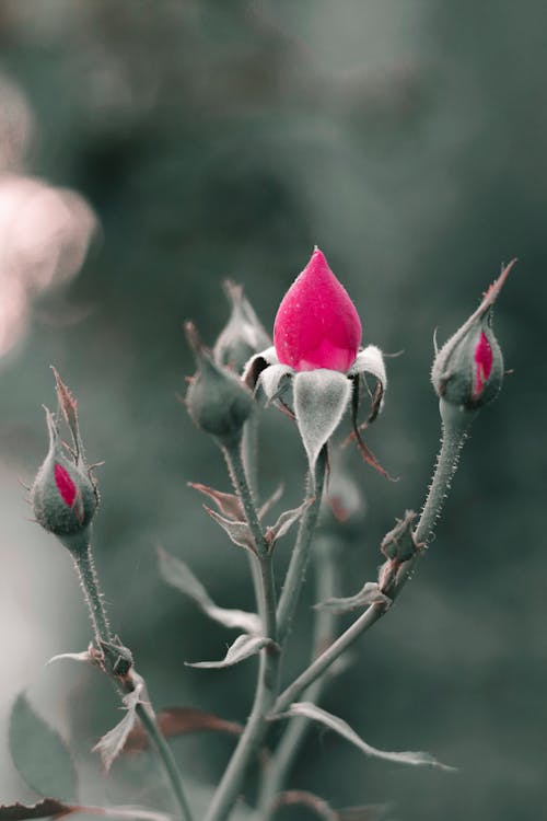 Kostnadsfri bild av blomfotografi, blomknoppar, blommor