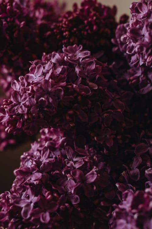Free Purple Lilac Flowers in Close-up Shot Stock Photo