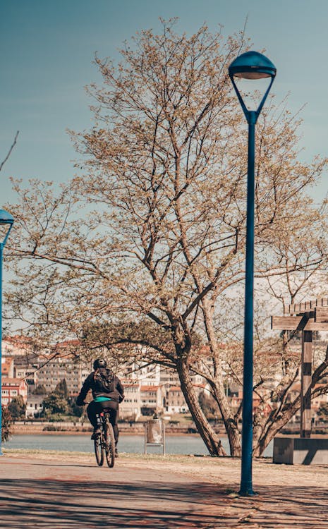 Person riding a Bicycle beside a Tree · Free Stock Photo
