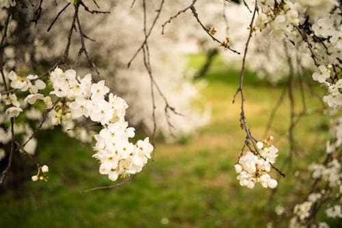 Photos gratuites de croissance, délicat, fleurs