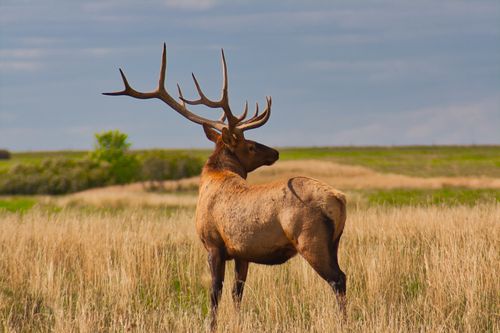 Free A majestic elk stands proudly in a serene grassland landscape, showcasing its impressive antlers. Stock Photo