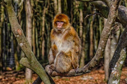 A Brown and White Monkey Sitting on Tree Branch