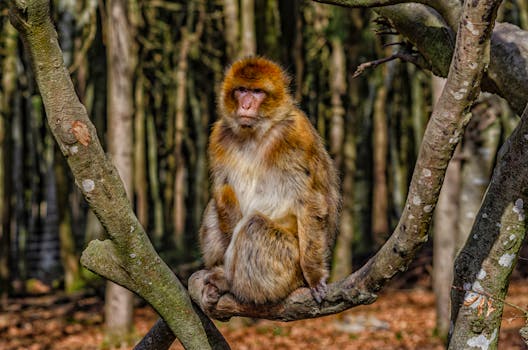 Wild Barbary macaque perched on a tree branch in Salem forest, Germany.