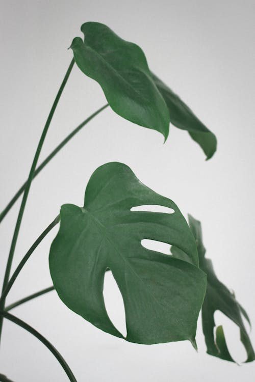 Free Swiss Cheese Plant with Green Leaves Stock Photo