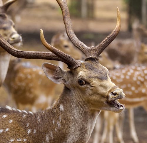 무료 동물 사진, 사슴 뿔, 시카 사슴의 무료 스톡 사진