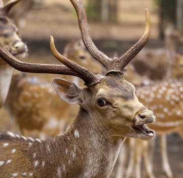 Intimate close-up photo of a sika deer showcasing its antlers and unique features in the wild.