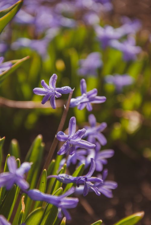 Free A close-up view of stunning purple hyacinths in full bloom, capturing the essence of spring. Stock Photo
