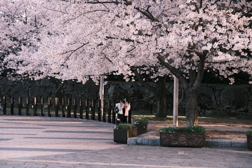 People Standing beside Pink Cherry Blossom Trees