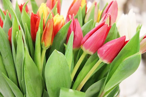 Bouquet of Tulips in Close-up Photography