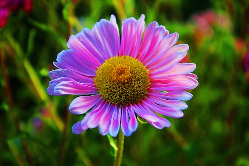 モラド, ライラック, 紫色の花の無料の写真素材