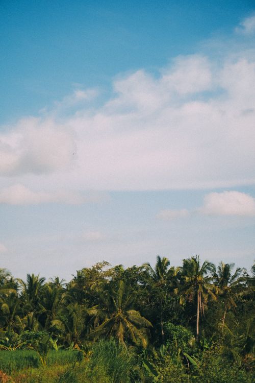 Free Serene view of palm trees and blue sky, capturing the essence of a tropical summer. Stock Photo