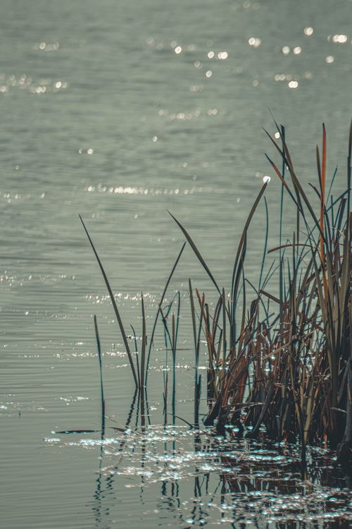 Free A tranquil scene of glistening reeds and ripples on a serene water surface in Portugal. Stock Photo