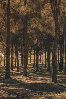 Sunlit forest walkway with tall trees casting shadows, creating a tranquil atmosphere.