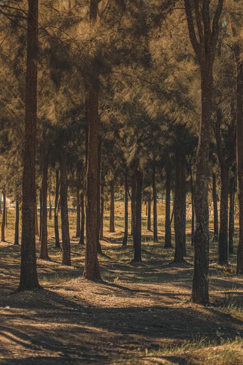 Free Sunlit forest walkway with tall trees casting shadows, creating a tranquil atmosphere. Stock Photo