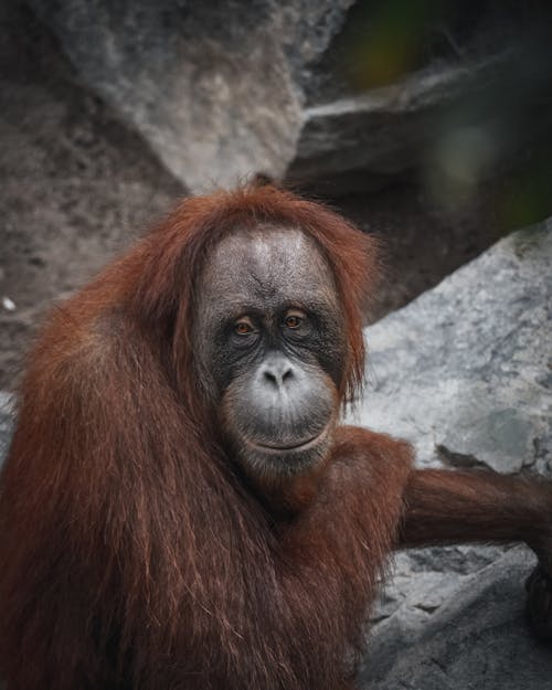 Free Close-up Photo of an Orangutan Stock Photo