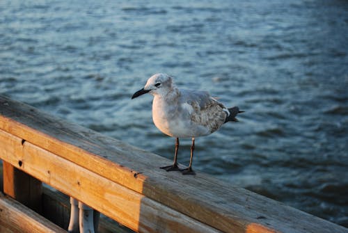 Free A Sea Gull Perched on Wood Stock Photo