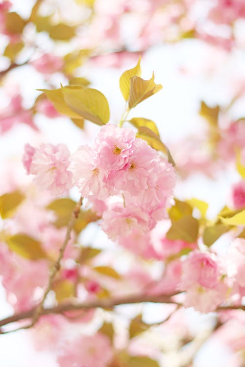 Free Close-up Photo of Pink Cherry Blossom  Stock Photo