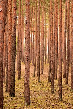 A serene view of a dense pine forest with tall trees and earthy tones.