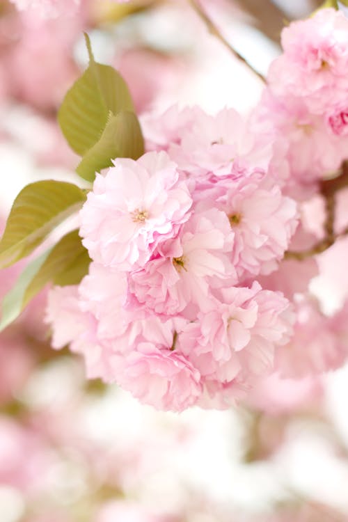 Free Dreamy Pink Cherry Blossoms in Bloom Stock Photo