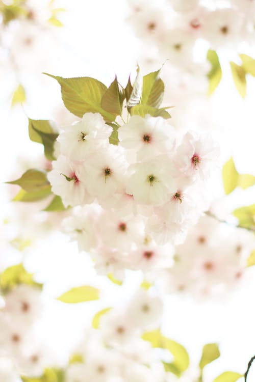 Gratis arkivbilde med blomsterfotografering, hvite blomster, kirsebærblomster