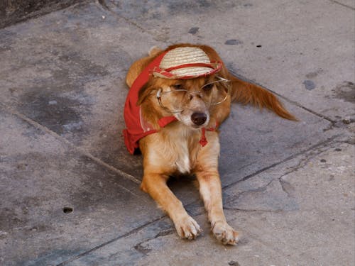Evcil Hayvan, evcil hayvan fotoğrafçılığı, Golden Retriever içeren Ücretsiz stok fotoğraf