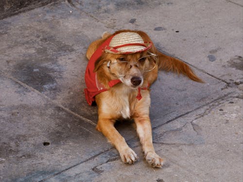 Brown Dog Lying on the Street