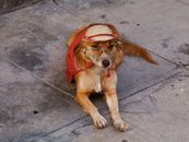 Brown Dog Lying on the Street