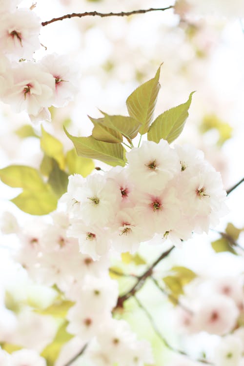 Dreamy Pink Cherry Blossoms in Bloom