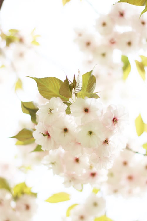 Безкоштовне стокове фото на тему «білі квіти, вертикальні постріл, впритул»