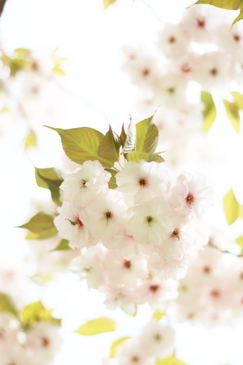 Dreamy White Cherry Blossoms in Bloom