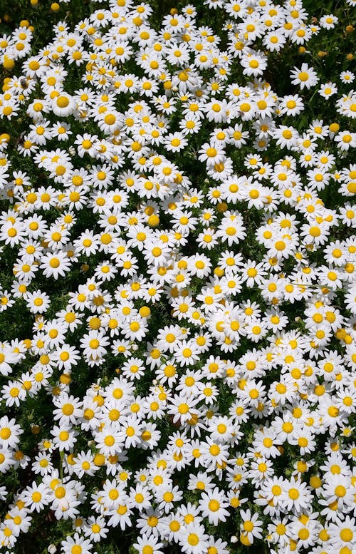 Fotobanka s bezplatnými fotkami na tému botanika, čerstvosť, flóra