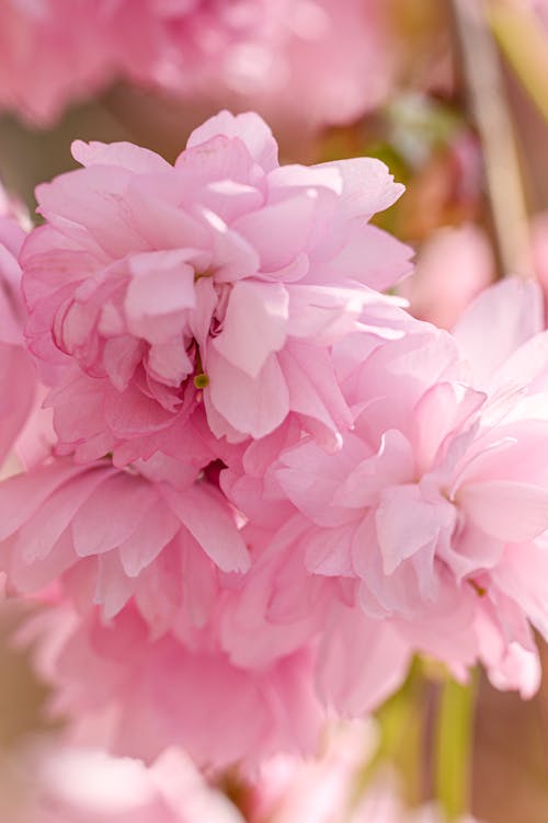 Free çiçek, kiraz çiçeği, sakura çiçeği içeren Ücretsiz stok fotoğraf Stock Photo
