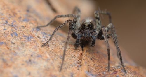 Free Detailed close-up image of a spider on a textured rocky surface in a natural setting. Stock Photo