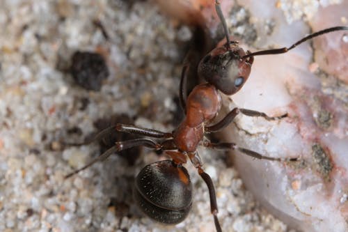 Free Red Ant in Close Up Shot Stock Photo