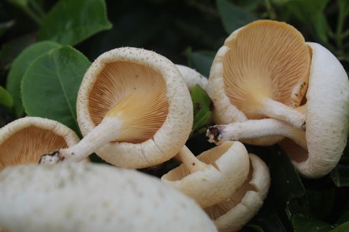 Free Detailed shot of white mushrooms growing among green leaves in Munnar, India. Stock Photo