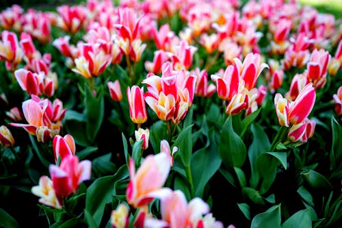 Ücretsiz bahar, Çiçek açmak, çiçek fotoğrafçılığı içeren Ücretsiz stok fotoğraf Stok Fotoğraflar