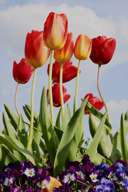 Tulips in Bloom 