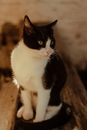 Black and White Cat on Brown Wooden Surface