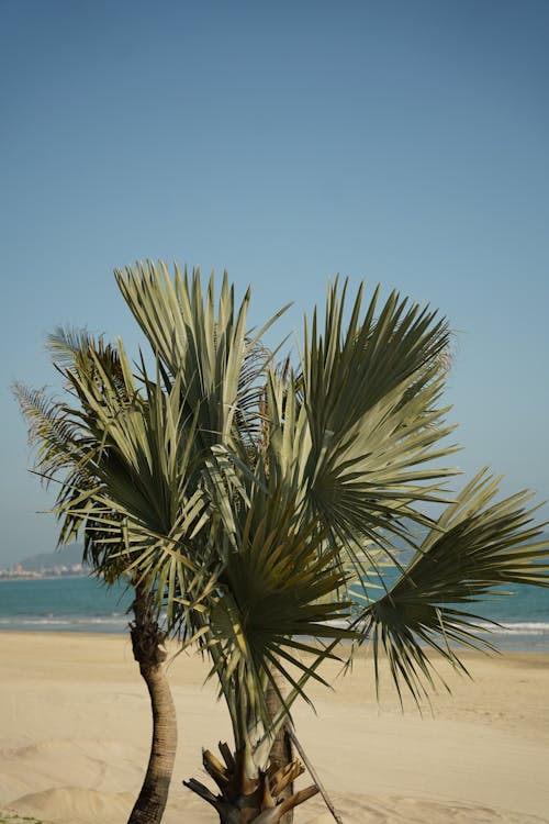 Bismarck Palm on the Beach 