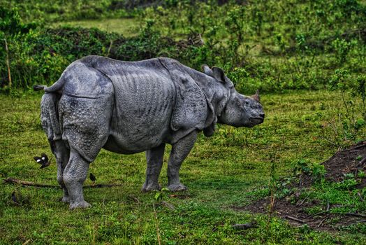 Close-up of a gray one-horned rhinoceros in a green field, capturing wildlife essence.