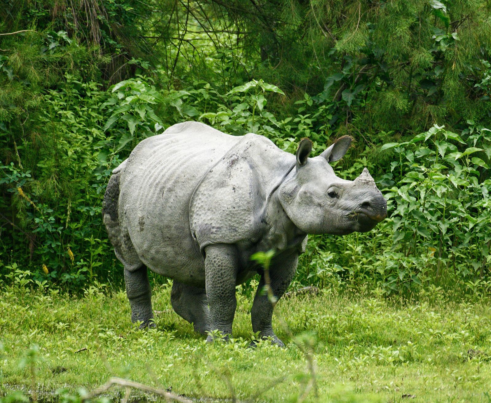 A one-horned rhinoceros standing in green grass at a forest edge in an Indian national park