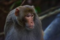 Brown Monkey in Tilt Shift Lens