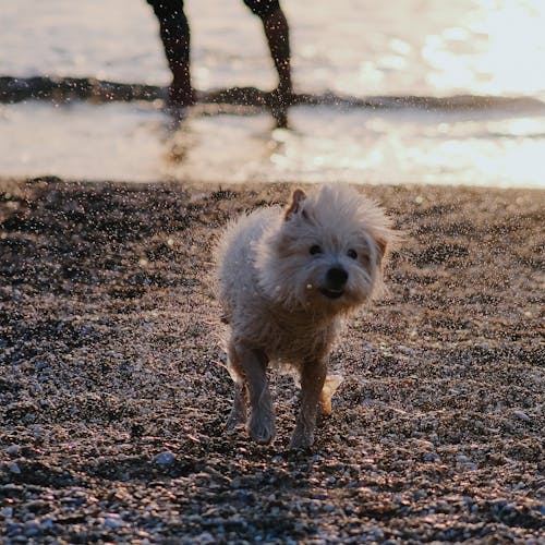 Gratis stockfoto met aanbiddelijk, canidae, harig