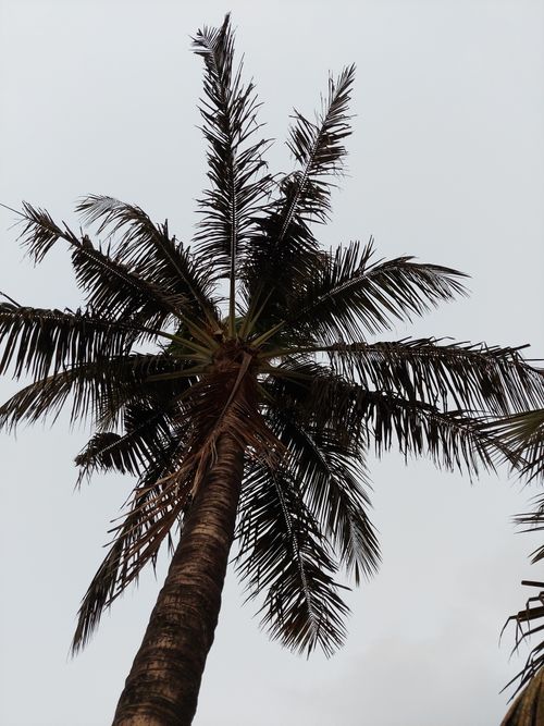 Free Silhouette of a palm tree viewed from below against a clear sky. Stock Photo